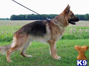 V / VA Champion Pedigree puppies are expected Dec. 15, 2009...Health Guaranteed