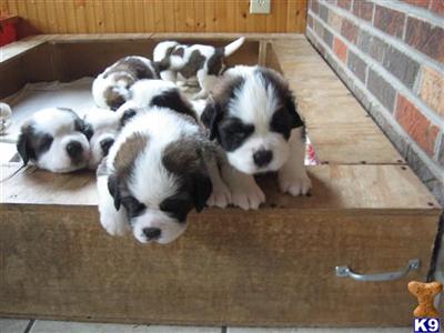 Companion and show quality puppies