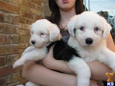 Old English Sheepdog Puppy