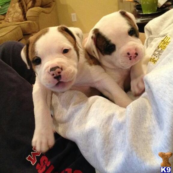 bulldog puppies for sale in ms document moved bulldog puppies for sale in ms document moved