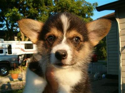 Adorable Pembrokes for sale