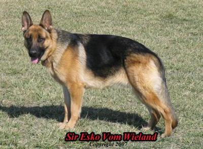 Sir Esko Vom Wieland