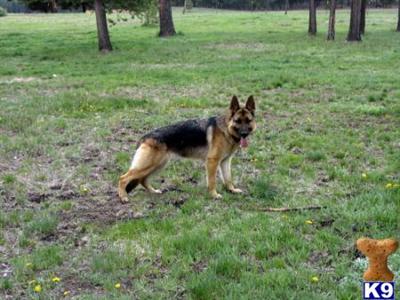 SHERMAN-RANCh German Shepherds Oregon Washington dog breeders