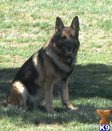 AKC German Shepherd puppies, German Shepherd breeders 