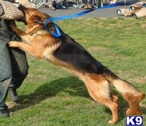 German Shepherd puppies Oregon, California German Shepherd breedersV SCH3 Zeek v Olympus litter