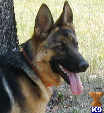 SHERMAN-RANCH German Shepherd breeders Oregon, California Nevada