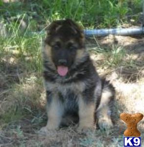 AKC German Shepherds QUALITY German Shepherd puppies Oregon 
