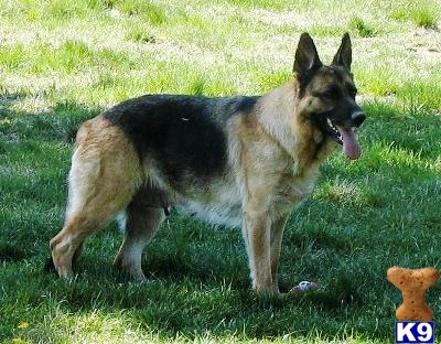 Sherman-Ranch German Shepherds Oregon German Shepherd breeders