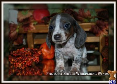 Miniature Dachshund Blue and Tan Brindle Smooth Male