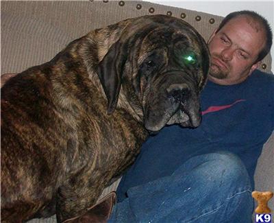 Old English Mastiffs AKC