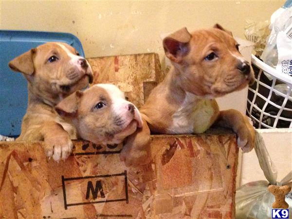 pitbull puppies for sale seattle document moved pitbull puppies for sale seattle document moved