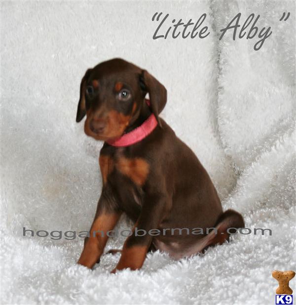 AKC Puppies 51 Champions in pedigree