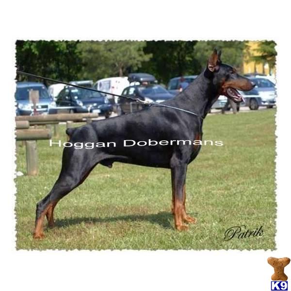 AKC Euro Champion Doberman Puppies