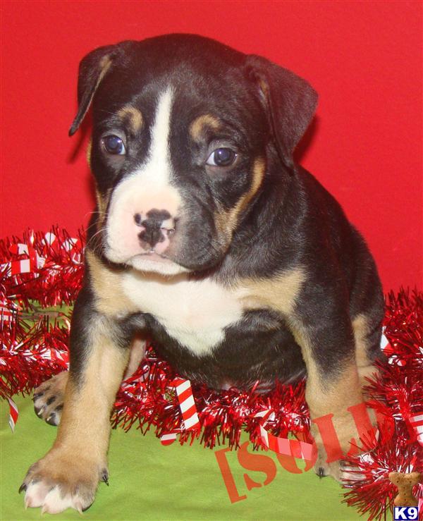 Description: Rare Tri colored Pit Bull Female Puppy.Puppy will come ... Description: Rare Tri colored Pit Bull Female Puppy.Puppy will come ...