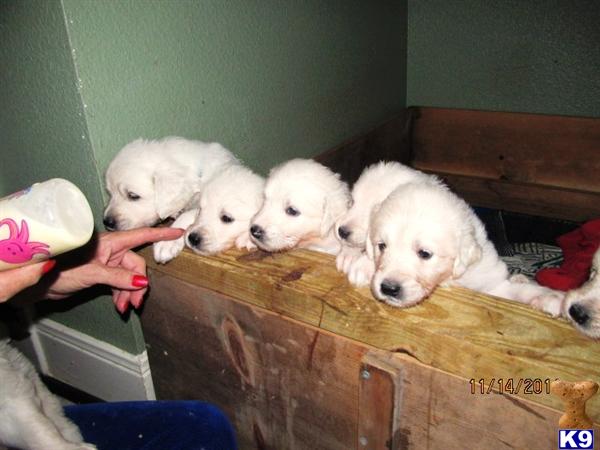 A-litter 2012