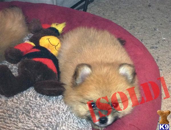 CKC Pomeranian Puppies for Sale