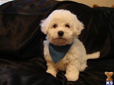 Best Bichons in Paradise
