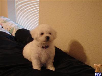Champion Line Bichons