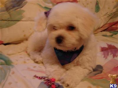 Most Adorable Pups in TEXAS  