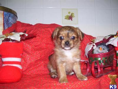 SMALL CKC SHORKIES