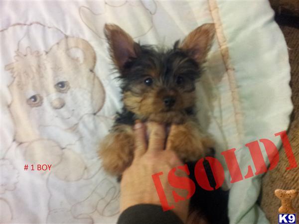 4 Yorkie boy left Ready to go 10 wks