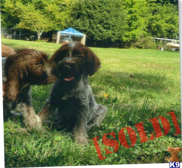 wirehaired pointing griffon puppies for sale 2017 german wirehaired pointing griffon puppies for sale f f info 2017 wirehaired pointing griffon puppies for sale 2017 german wirehaired pointing griffon puppies for sale f f info 2017