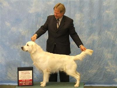 GOLDEN RETRIEVER AKC PUPPIES