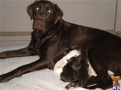 Chocolate  Yellow Lab Puppies