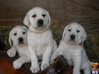 White, yellow, chocolate  black Lab Puppies