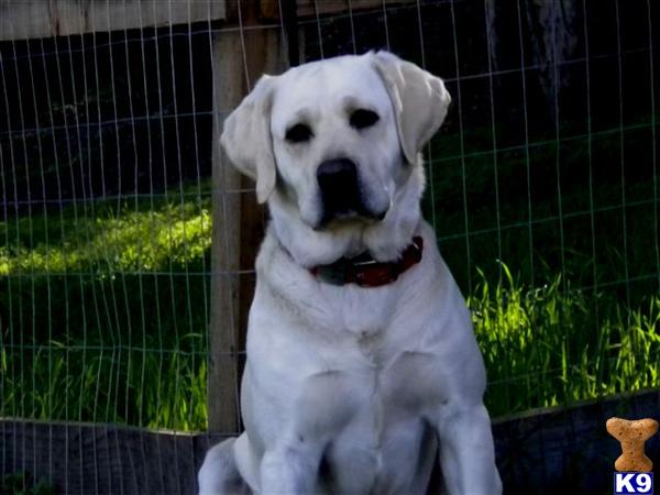 Stofers Rosco