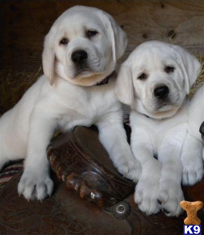 Beautiful Mellow Lab Puppies 