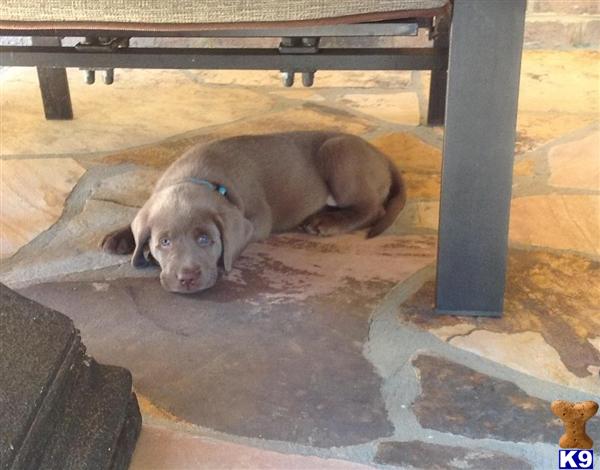 chocolate lab puppies for sale in raleigh nc document moved chocolate lab puppies for sale in raleigh nc document moved