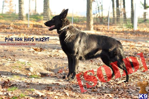 ONE FEMALE AVAILABLE --- DDR STOMRFRONTS BRAWNSON- Protection/Schutzhund