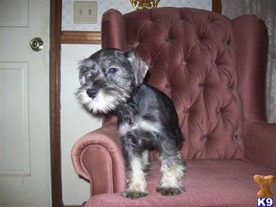 CKC Miniature Schnauzers