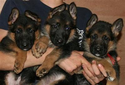German Shepherd Puppies Available Now
