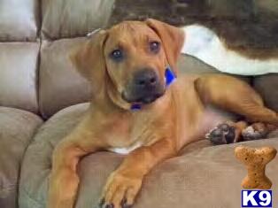 AKC Ridgeback Puppies Champion bloodlines Available now
