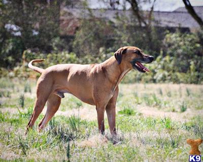 AKC Ridgeback Puppies Champion bloodlines Reserve yours now