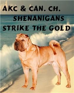 AKC and Canadian Ch. Shenanigans Strike the Gold