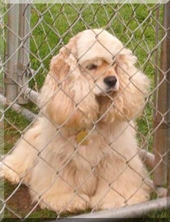 High Calling Cockers - AKC puppy