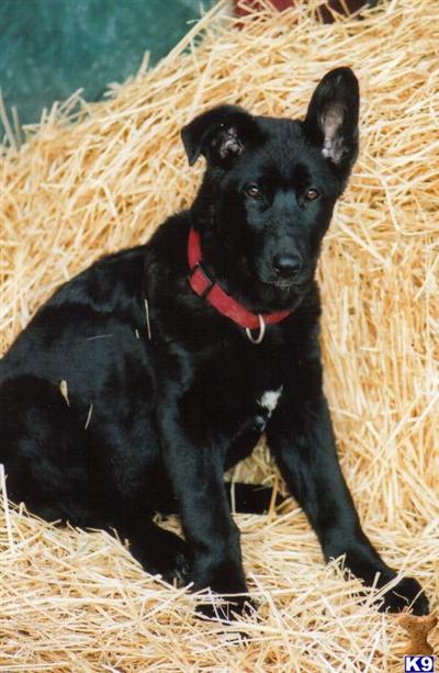  German Shepherd puppies for sale