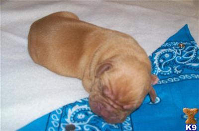 Jasper Male Dogue de Bordeaux