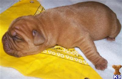 Rogue Male Dogue de Bordeaux