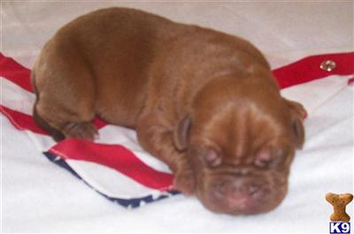 Cullen  Male Dogue de Bordeaux