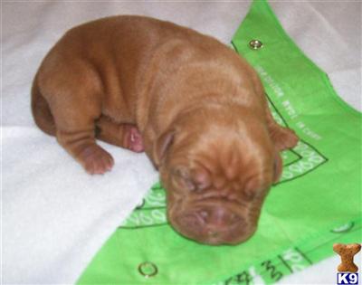 Balboa Male Dogue de Bordeaux