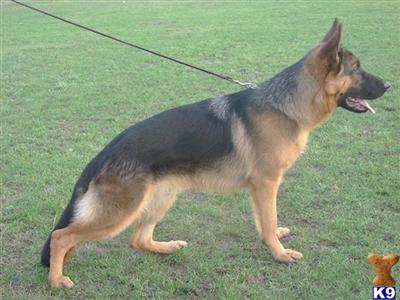 Packo von Geramis