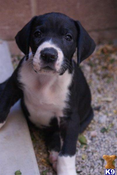 AKC Great Danes