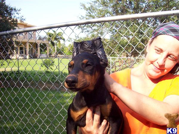 Doberman Pincher puppies ears cropped