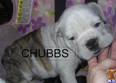 CH BLOODLINES~ Chubbs 