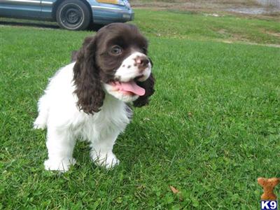 Champion AKC Cocker Spaniel Puppies for Sale