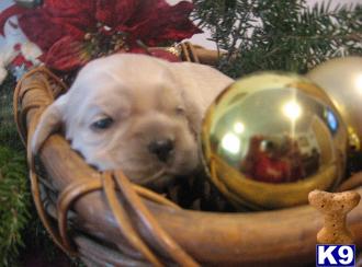 Champion AKC Cocker Spaniel Puppies for Sale